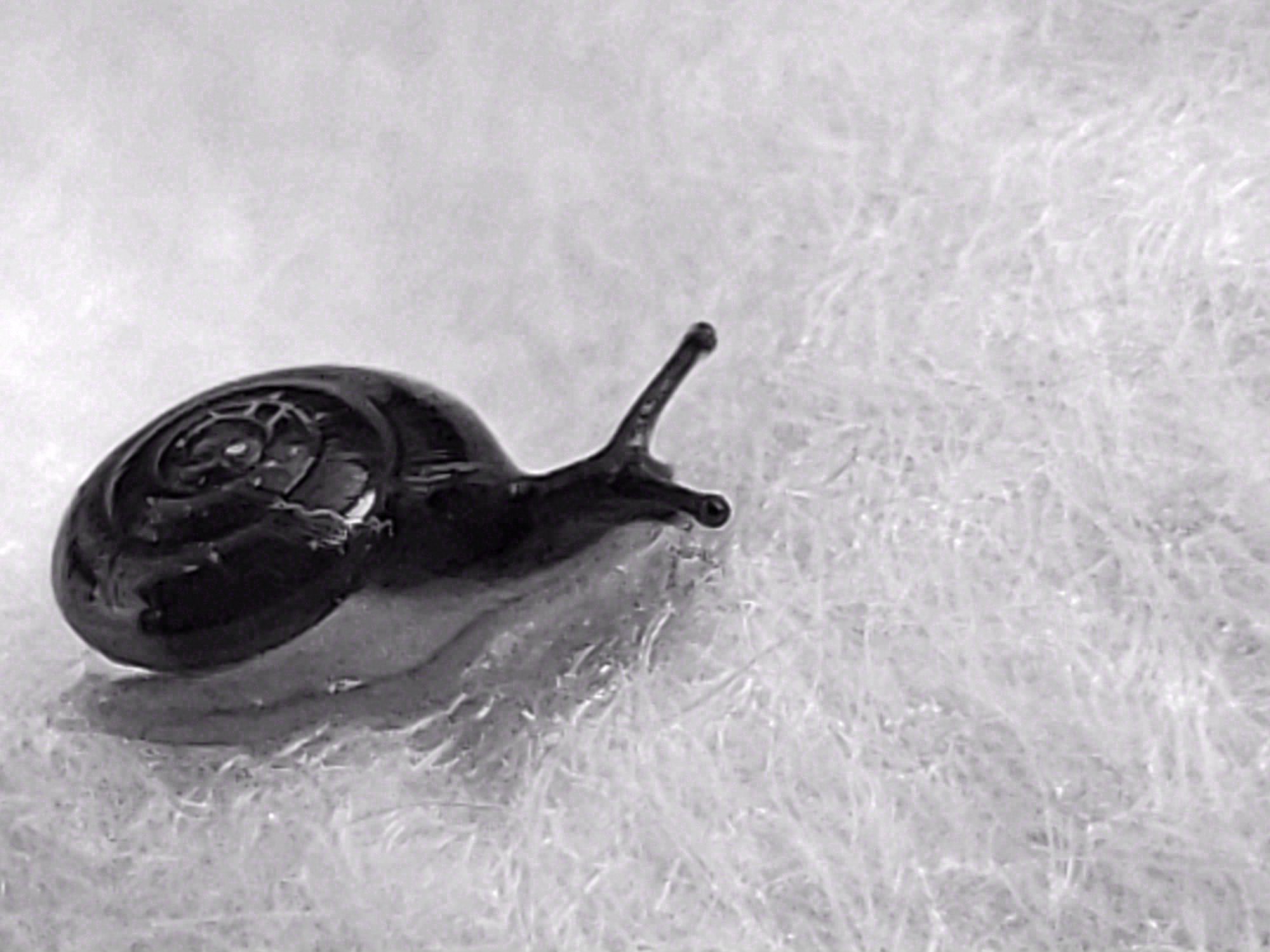 Black and White, Black and White. Photograph 2 of 11 by Heather Marie Kerr